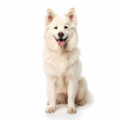 Hokkaido dog breed standing against white background, AI Generated