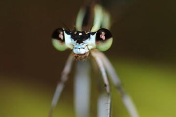 【モノサシトンボ？】 © Tetsuya Mitai