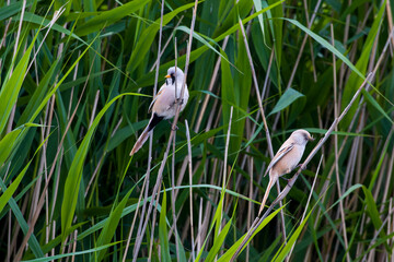 Bartmeisen im Sommer (Panurus biarmicus) bei der Brutpflege