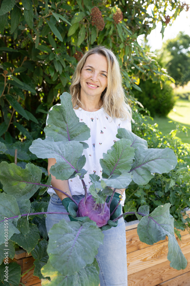 Wall mural woman harvests kohlrabi, cabbage from a raised bed