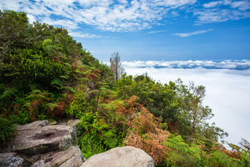View from God's Window viewpoint with Aloe flowers foreground in Blyde River Canyon Nature Reserve, along the Panorama Route in Mpumalanga, South Africa