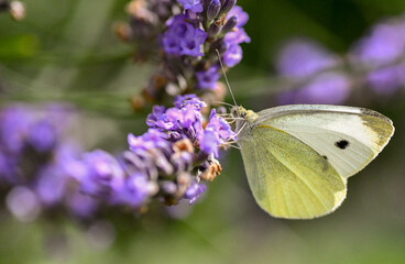 butterfly on a flower