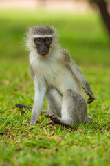 Vervet monkey Chlorocebus pygerythrus Old World monkey of the family Cercopithecidae Arica Kenya Portrait. High quality photo