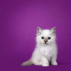 Adorable sacred birman cat kitten, sitting up facing front. Looking towards camersa with breed typical blue eyes. Isolated on a purple background with copy space.