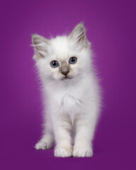 Adorable sacred birman cat kitten, standing facing front. Looking towards camersa with breed typical blue eyes. Isolated on a purple background.
