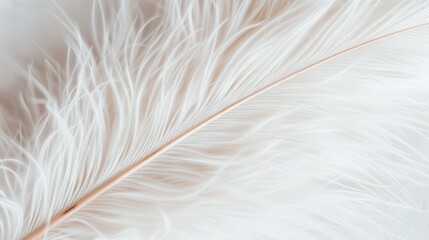 Fototapeta premium Abstract macro shot of feather-like plant details, soft natural light highlighting intricate textures, high contrast, sharp focus on delicate structures, showcasing natural beauty