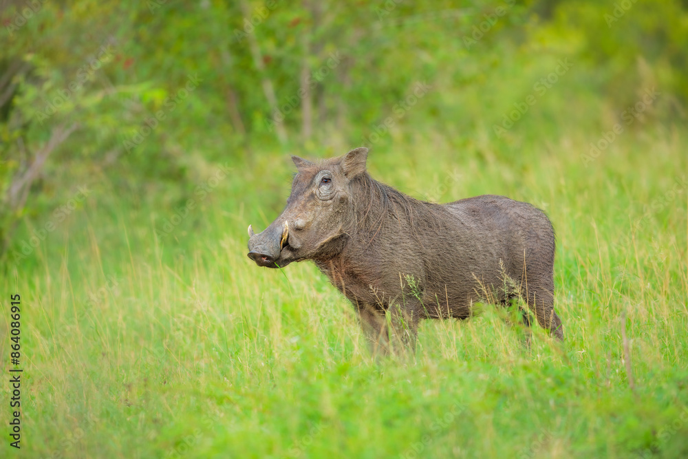 Wall mural african pig (warthog) grazing at a kruger national park in africa