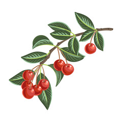 vector drawing cherry tree branch with red berries and green leaves isolated at white background, hand drawn illustration