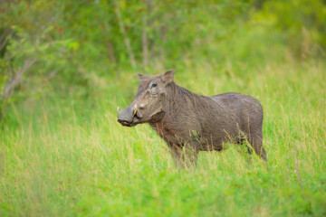 African Pig (Warthog) grazing at a Kruger national park in Africa