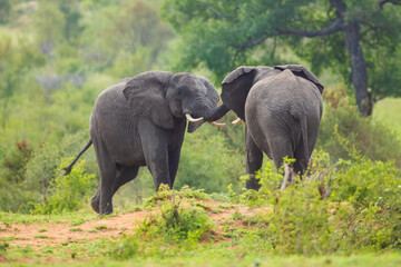Fototapeta premium Elephants bathing, Kruger Park South Africa, Family of Elephants in Kruger national park, Elephants taking a bath in a water poolwith mud. African Elephants