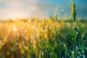 Smart farming with digital data. Close-up of wheat spikelets with digital data overlay under a bright sky. Concept of precision agriculture and innovation background.