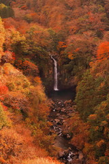 静岡県 須津川渓谷大棚の滝の紅葉