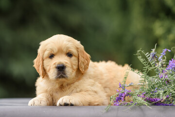 newborn puppy dog ​​golden retriever labrador 1 month with a bouquet of flowers sits in nature in summer at sunset. Birthday gift card	