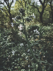 white flower in grained brush style