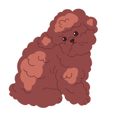 Cute fluffy puppy of Toy Poodle, miniature breed. Funny sweet little doggy with curly fuzzy hair. Mini hairy furry pup, canine animal. Flat illustration isolated on white background