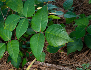 Poison ivy in a thick forest