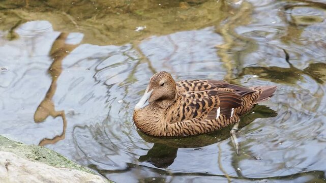 Common eider duck (Somateria mollissima) swimming in the water