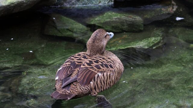 Common eider duck (Somateria mollissima) swimming in the water