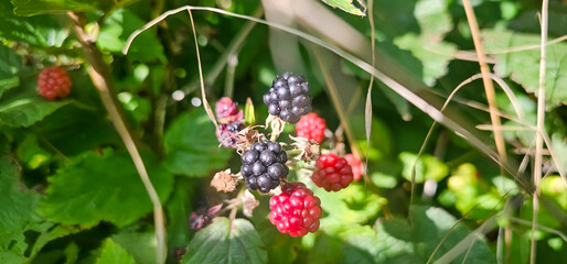 Blackberries grow in the garden. Ripe and unripe blackberries on a bush. selective focus.