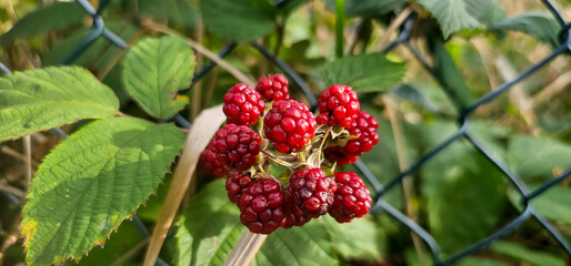 Blackberries grow in the garden. Ripe and unripe blackberries on a bush. selective focus.