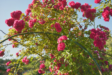 róże pnące  © Marcin Łazarczyk