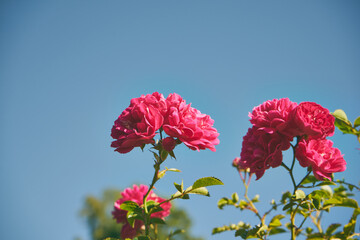 róże  © Marcin Łazarczyk