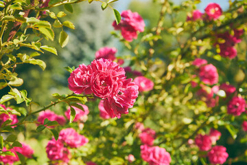 róże parkowe  © Marcin Łazarczyk