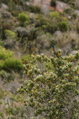 Orange-breasted sunbird perched on a plant in South Africa