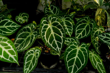 Anthurium hybrid, dark green foliage, tropical garden 