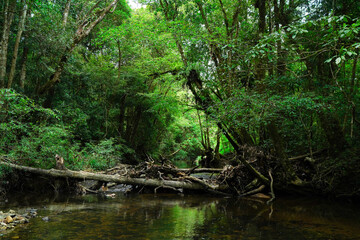 Fototapeta premium Dense forest with a calm stream and natural bridge, capturing the wild beauty of untouched wilderness