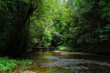 Obraz premium Dense forest with a calm stream and natural bridge, capturing the wild beauty of untouched wilderness