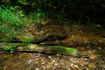 green moss covering on the tree, streaming under forest canopy, tropical forest