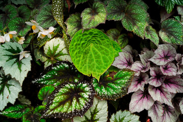 colorful begonia leaves, tropical garden, indoor plants, pattern leaves, house plants