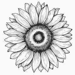 Beautiful minimalistic sunflower flower line art illustration