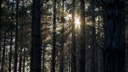 Footage of sunlight filtering through dense forest trees creates a serene atmosphere.