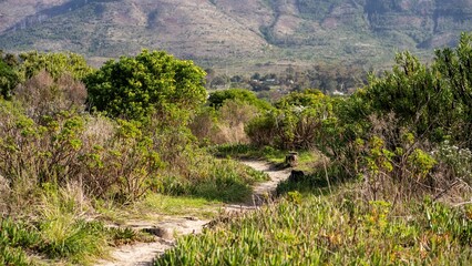 Scenic hiking trail through lush greenery with mountains in the background.