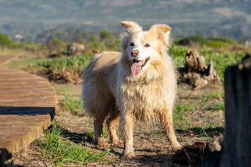 Fototapeta premium Happy dog with a fluffy coat standing on a nature trail with a scenic mountain background..