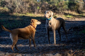 Dogs standing on a forest path, facing each other on a sunny day.