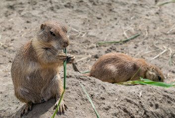 Prairie Dogs in the Zoo