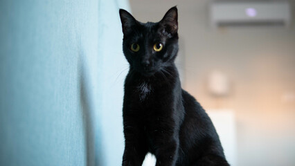 Gato negro de pie mirando al frente