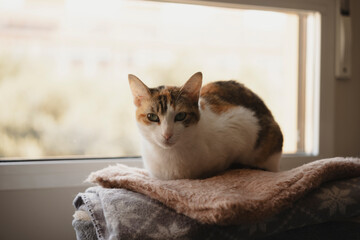 Cat standing in front of window 