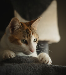 Gato de cerca mirando apoyado sobre sus patas