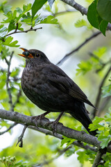 Common Blackbird (Turdus merula) - Commonly Found in Europe, Asia, and North Africa