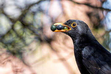 Common Blackbird (Turdus merula) - Commonly Found in Europe, Asia, and North Africa