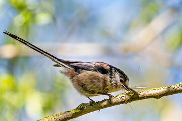 Long-tailed Tit Eating a Bug (Aegithalos caudatus) - Commonly Found in Europe and Asia