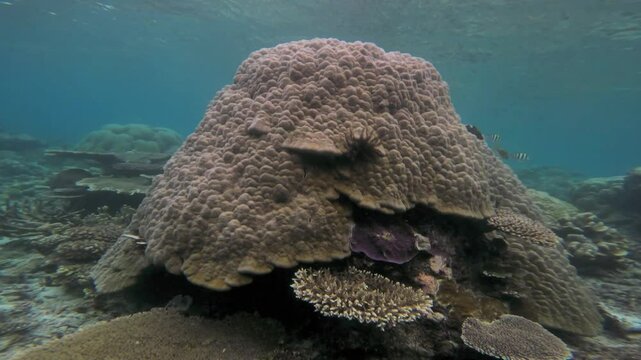 A large porites lutea coral on the ocean floor, surrounded by coral reef and clear blue water. This underwater scene highlights the coral's detailed textures, showcasing the diverse marine life.