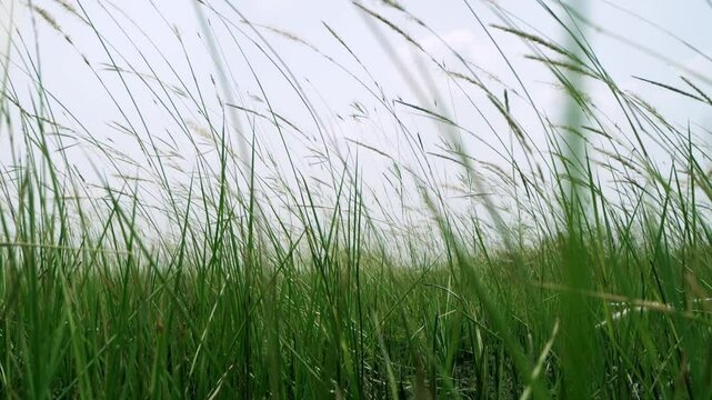 Retreating slow motion shot of cogon grass, Imperata cylindrica, a tropical grass that is found in grasslands, meadows, pastures, and swampy habitats.