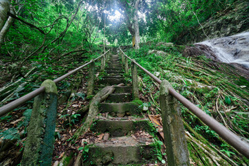 The old path in the forest