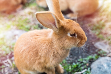 Red rabbits on farmer, close-up. Farm or easter animal concept