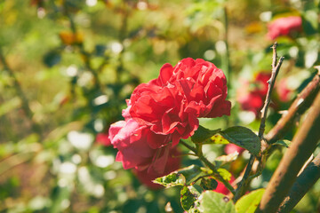 czerwona róża  © Marcin Łazarczyk